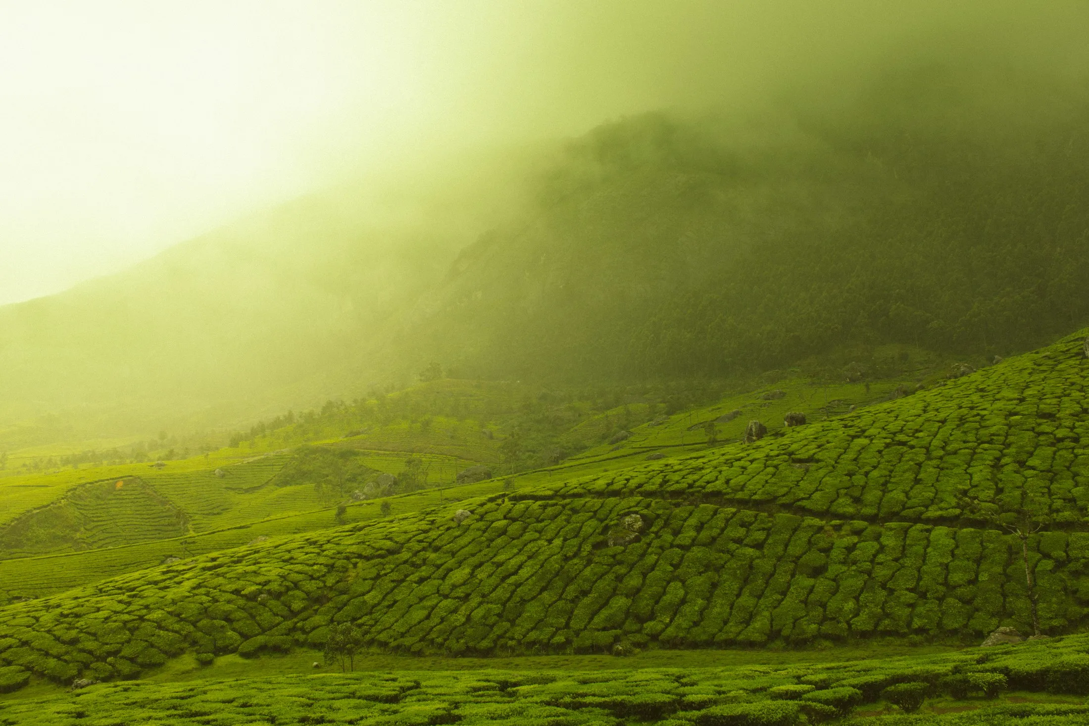 Misty green hills above farmland