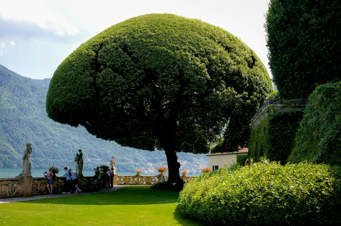 A clipped topiary tree beside a lawn in a formal garden