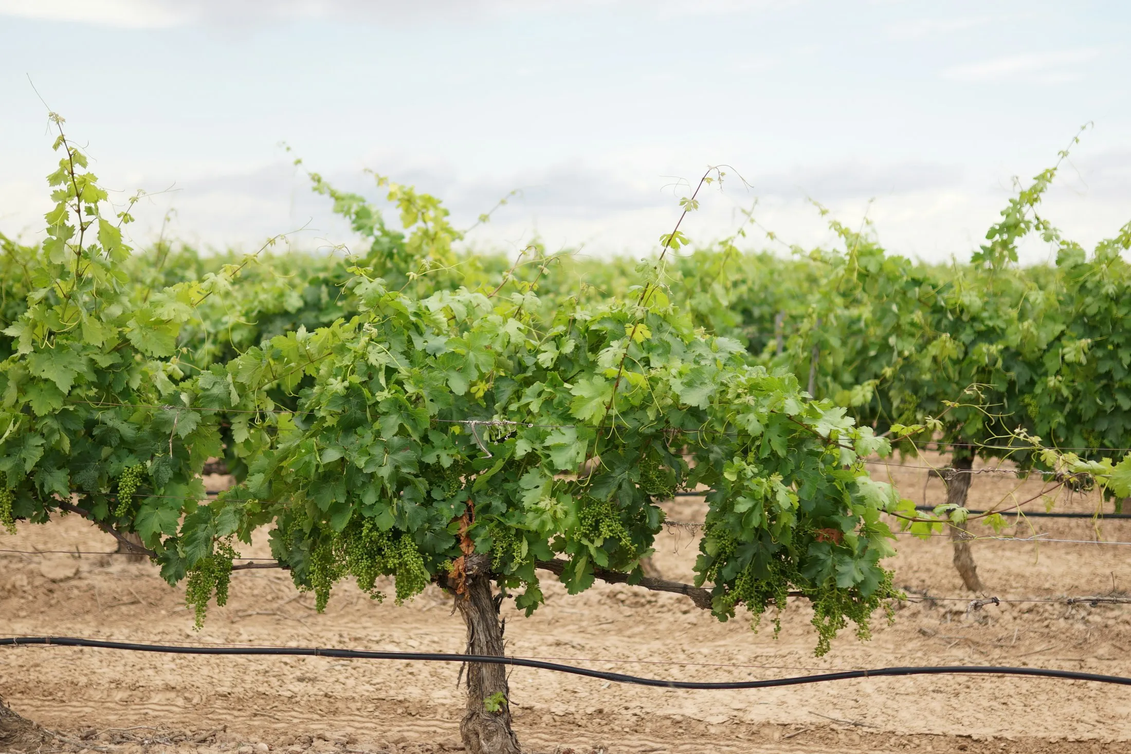 A vineyard on a bright day