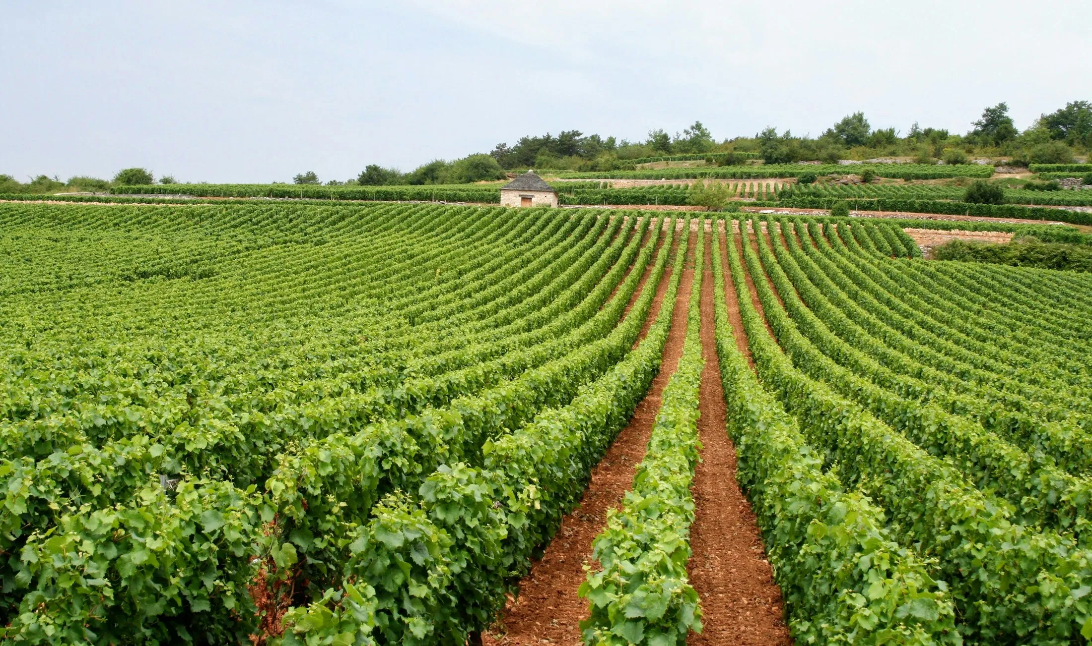 Vineyard rows climbing toward the hills