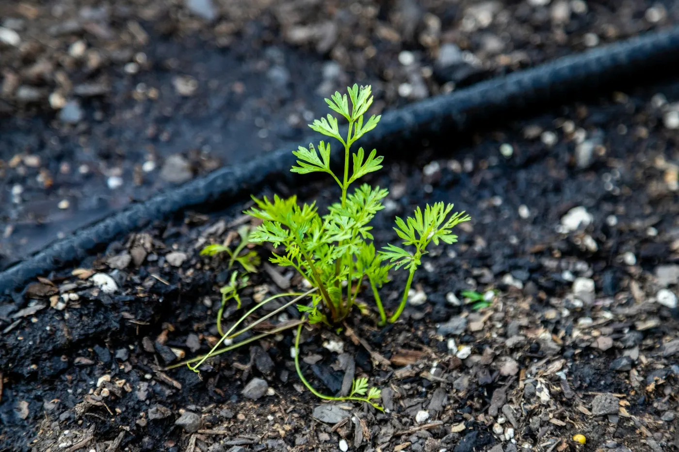 Illustrative photo: a seedling growing beside a black drip pipe