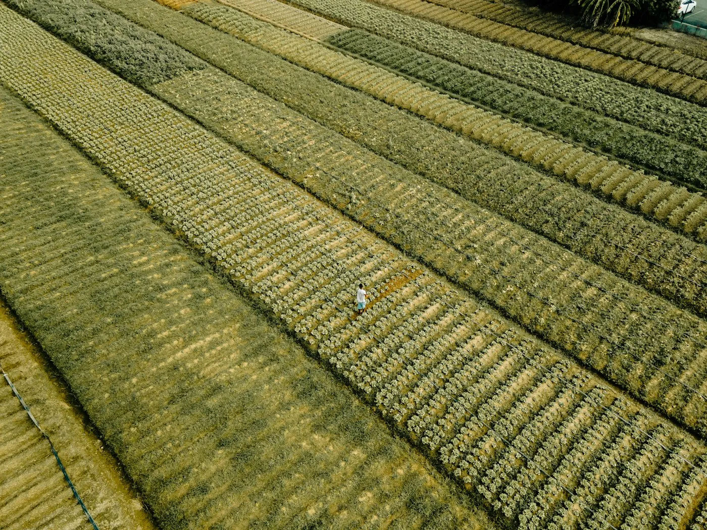 Nursery beds in neat rows, seen from above