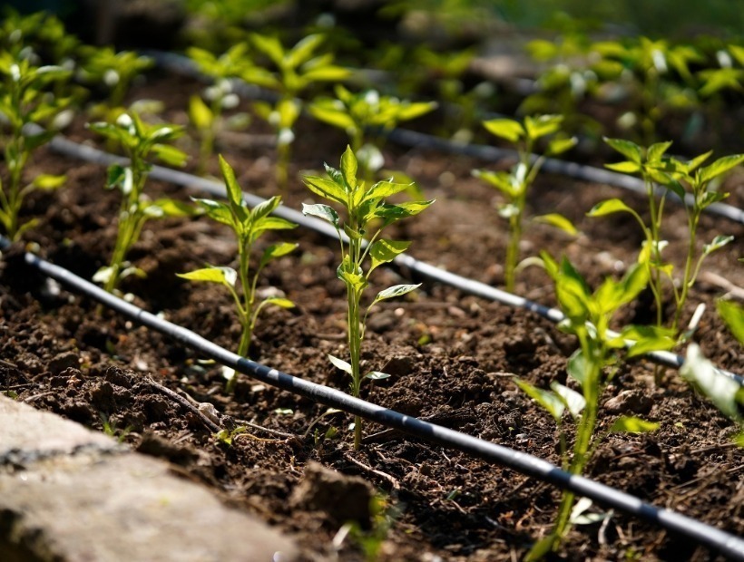 Green and Green - Services - Greener Solutions, Smarter Landscapes - Irrigation System Design